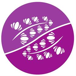 Stowarzyszenie Plantatorów Lawendy