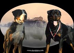 Skordatura FCI - Hodowla Rottweiler , Duży Szwajcarski Pies Pasterski