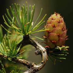Arboretum Leśne im. prof. Stefana Białoboka w Nadleśnictwie Syców