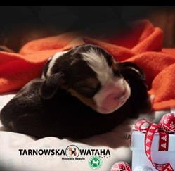 Moje beagle FCI moja milosc