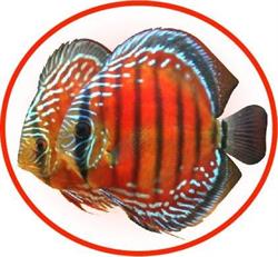 MADEIRA Sklep Zoologiczny