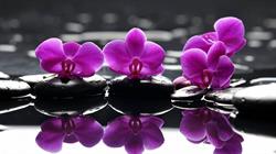 Orchidea