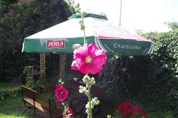 Malva. PHU