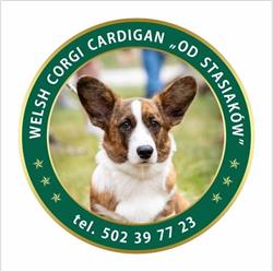 Od Stasiaków. Hodowla Welsh Corgi Cardigan