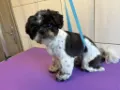 groomer Ruda Śląska