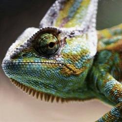Sklep zoologiczny "Kameleon"