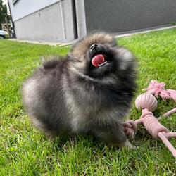 Szafirek - Hodowla Szpiców Miniaturowych I Pomeranian