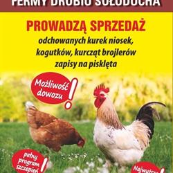 Ferma Drobiu Sołuducha - Sprzedaż kur niosek