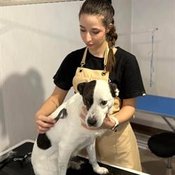 Pet Glam & Spa