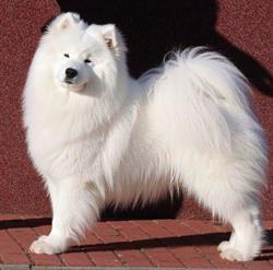 Hodowla Samoyed Give Me a Paw FCI