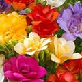 Opinie