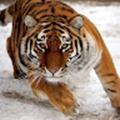 Animals tv
